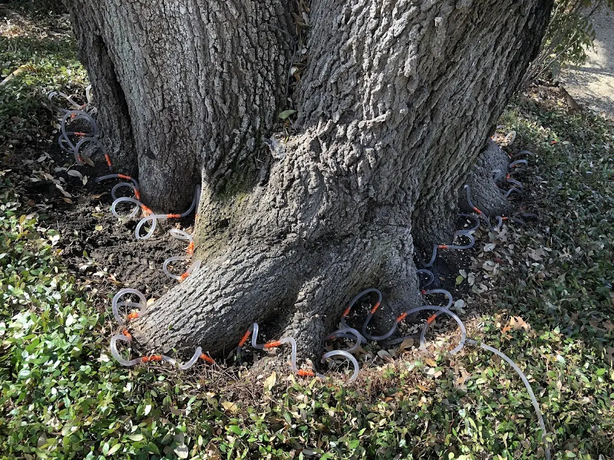 Detailed Tree Cabling and Bracing job site in Bloomington