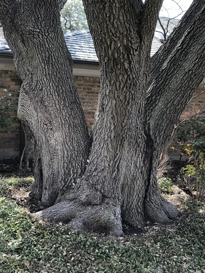 Mature heritage tree close to a Bloomington property cared for by certified arborists